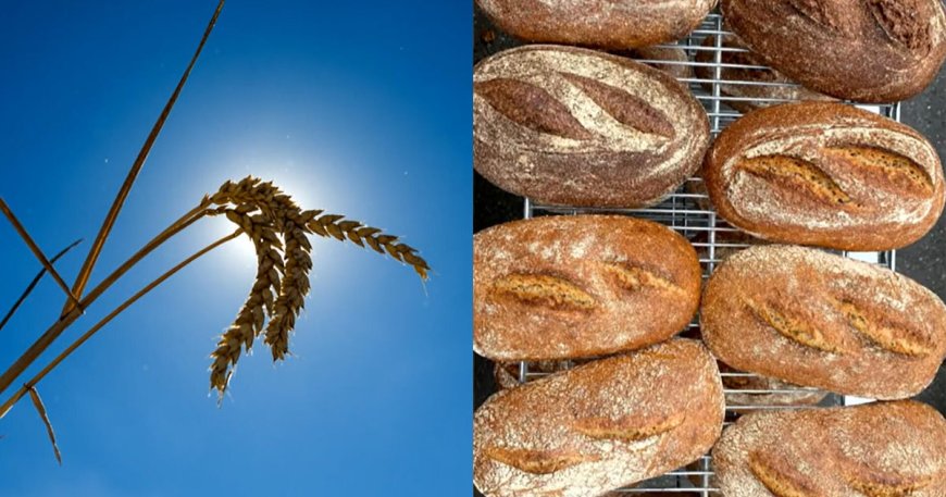 Breeding a better bread